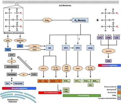 Bioactive Lipids and Chronic Inflammation: Managing the Fire Within